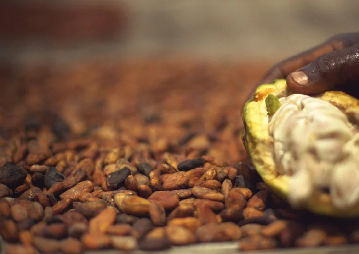 Cocoa beans drying