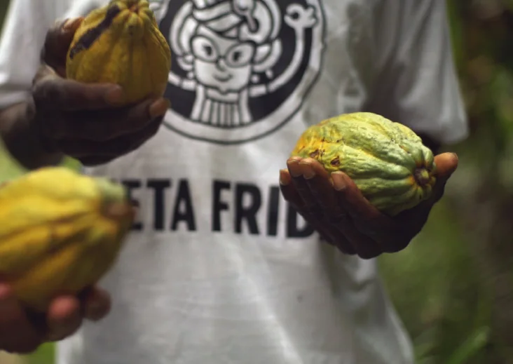 Fresh cocoa pods