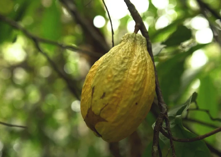 Cocoa pod on the tree